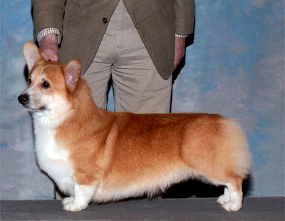 Laddie