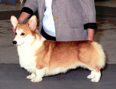 Perry :: Winners Dog