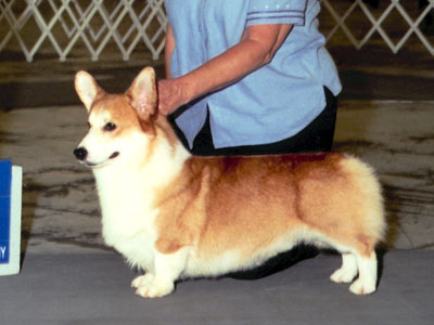 Perry :: Winners Dog
