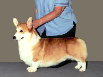Perry :: Winners Dog