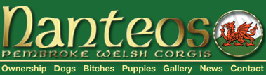 Nanteos Pembroke Welsh Corgis